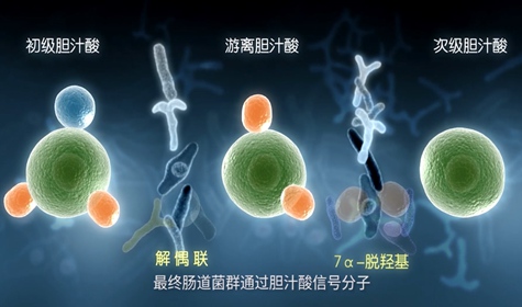 拜糖平醫(yī)學(xué)三維演示動(dòng)畫(huà)制作